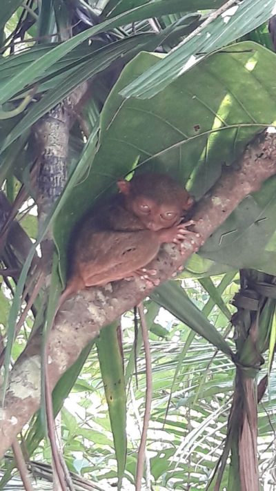 tarsier-bohol
