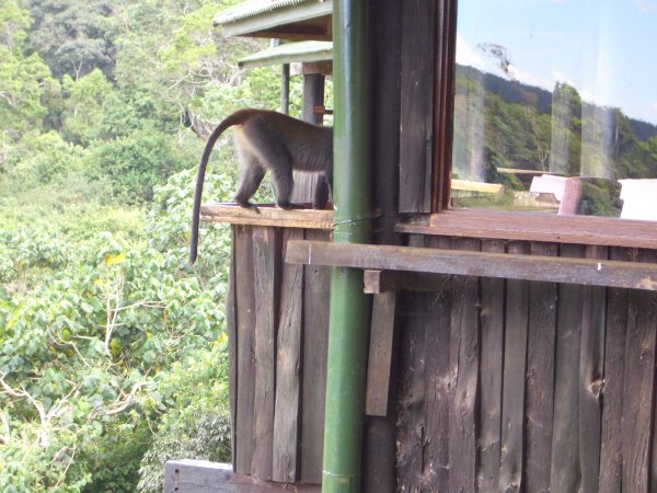 monkey_room_Kenya