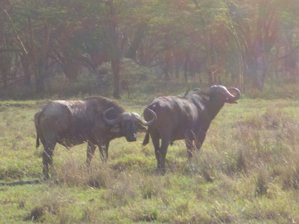water_buffalos_Kenya