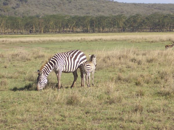 Zebras_Kenya