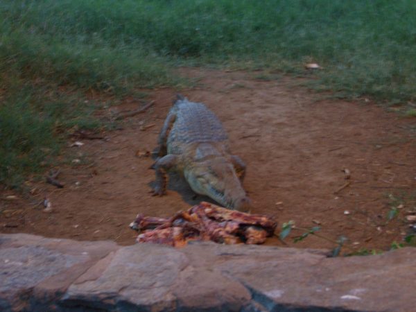Crocodile_Kenya