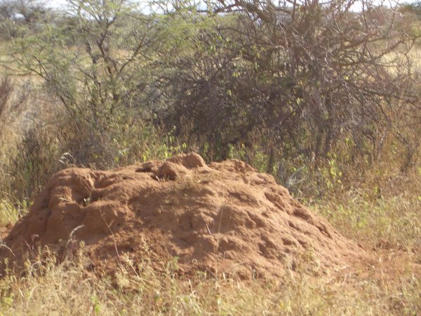 termites_Kenya