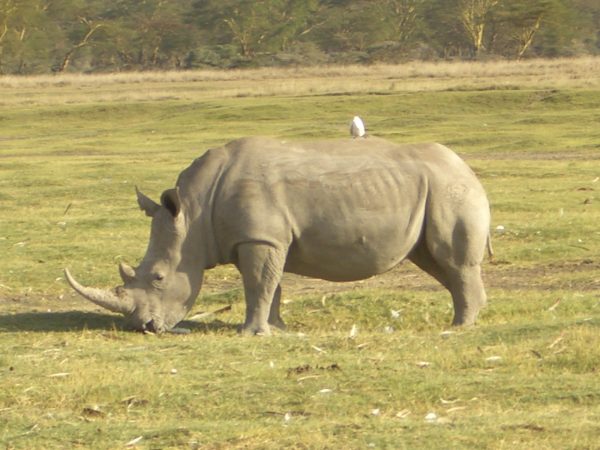 White_rhino_Kenya