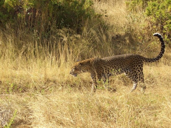 Leopard_Kenya