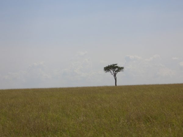 lone_tree_Kenya