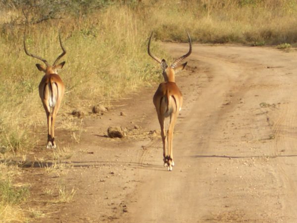 Gazelles_Kenya