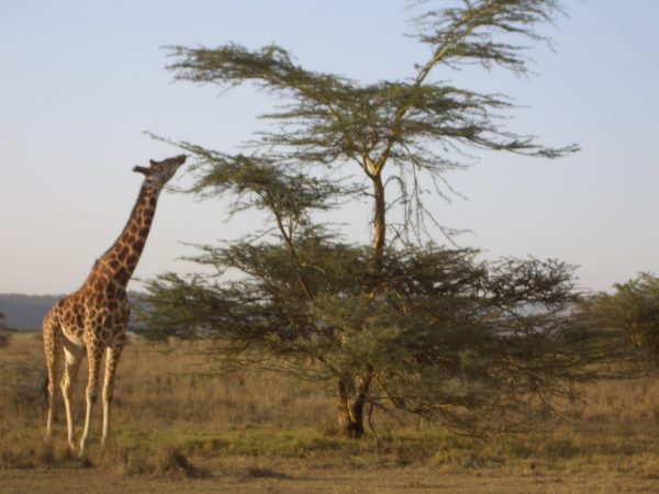 Giraffe_tree_Kenya