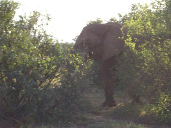 Elephant_Kenya