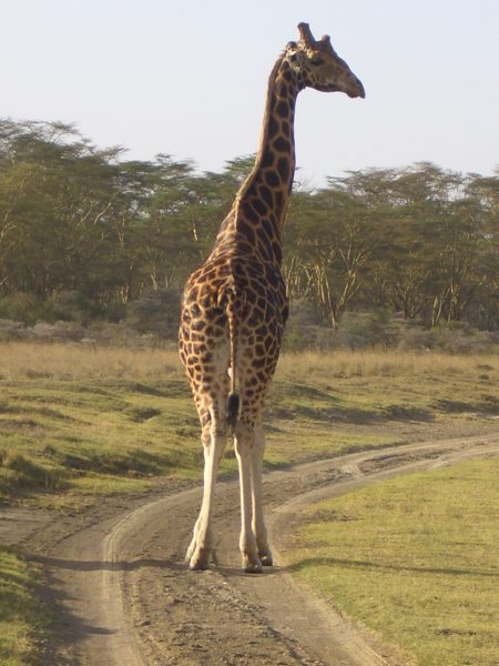 giraffe_Kenya