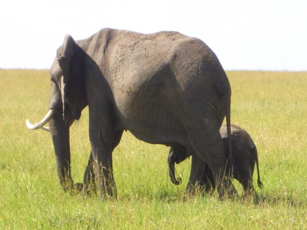 Elephants_Kenya
