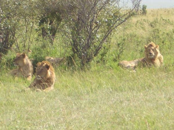 Lions_Kenya