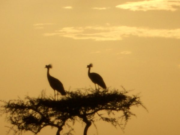 Birds_Kenya