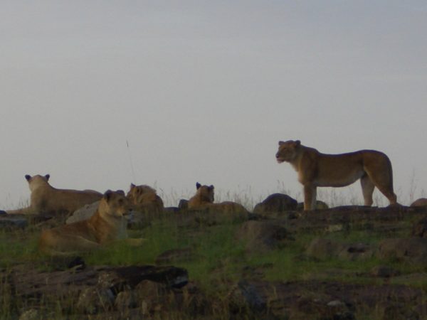lion_herd__Kenya