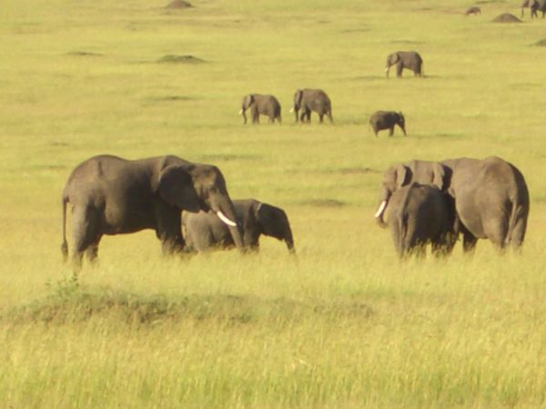 Elephants_herd